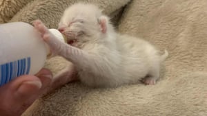 Illustration : "« Il a un esprit combatif », un chaton orphelin lutte pour grandir après la perte tragique de ses frères et sœurs auprès de sa famille d'accueil"