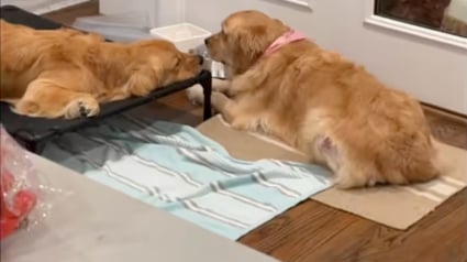 Illustration : Inquiète pour son frère qui a subi une opération, cette chienne refuse de quitter son chevet (vidéo)