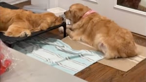 Illustration : "Inquiète pour son frère qui a subi une opération, cette chienne refuse de quitter son chevet (vidéo)"