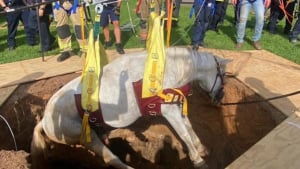 Illustration : « Contente que le cheval soit en sécurité maintenant », un équidé secouru après être tombé dans trou de 2 mètres 
