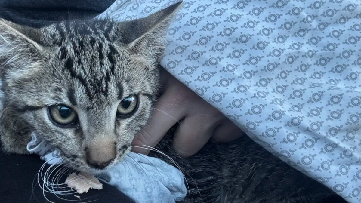 Illustration : "Une famille met fin à son voyage plus tôt que prévu pour sauver la vie d’un chaton rencontré au milieu des embouteillages"