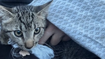 Illustration : Une famille met fin à son voyage plus tôt que prévu pour sauver la vie d’un chaton rencontré au milieu des embouteillages