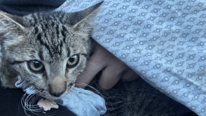 Illustration : Une famille met fin à son voyage plus tôt que prévu pour sauver la vie d’un chaton rencontré au milieu des embouteillages