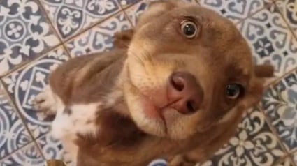 Illustration : Après avoir découvert des chiots abandonnés pendant ses vacances, un couple lutte pour ramener la seule rescapée de la portée à la maison
