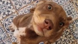 Illustration : Après avoir découvert des chiots abandonnés pendant ses vacances, un couple lutte pour ramener la seule rescapée de la portée à la maison