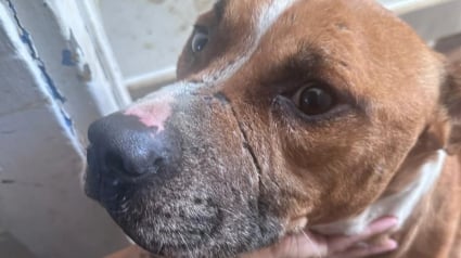 Illustration : Une cinquantaine d'animaux dont 7 chiens sauvés de conditions insoutenables dans un appartement de 40 m2