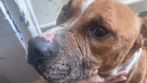 Illustration : Une cinquantaine d'animaux dont 7 chiens sauvés de conditions insoutenables dans un appartement de 40 m2