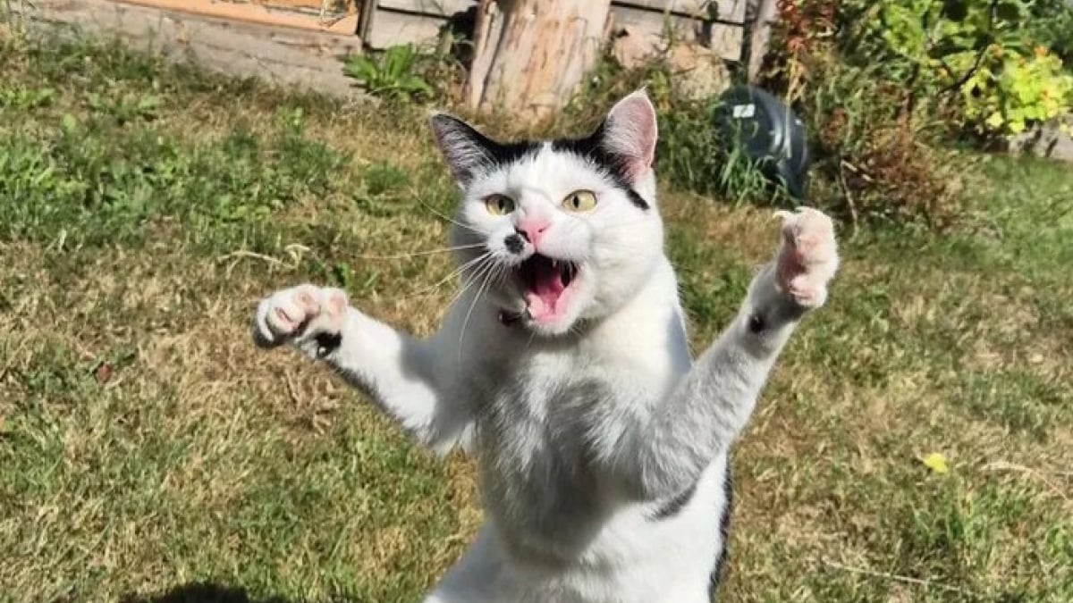 Illustration : "20 photos hilarantes d’animaux de compagnie qui méritent d’être vues par tous"