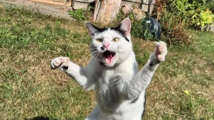 Illustration : 20 photos hilarantes d&rsquo;animaux de compagnie qui m&eacute;ritent d&rsquo;&ecirc;tre vues par tous