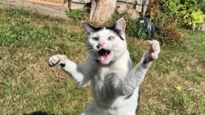 Illustration : 20 photos hilarantes d’animaux de compagnie qui méritent d’être vues par tous