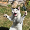 Illustration : 20 photos hilarantes d&rsquo;animaux de compagnie qui m&eacute;ritent d&rsquo;&ecirc;tre vues par tous