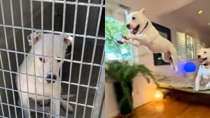 Illustration : "Ce chien, qui a échappé de justesse à une fin tragique, fait exploser sa joie dans sa nouvelle maison (vidéo) "