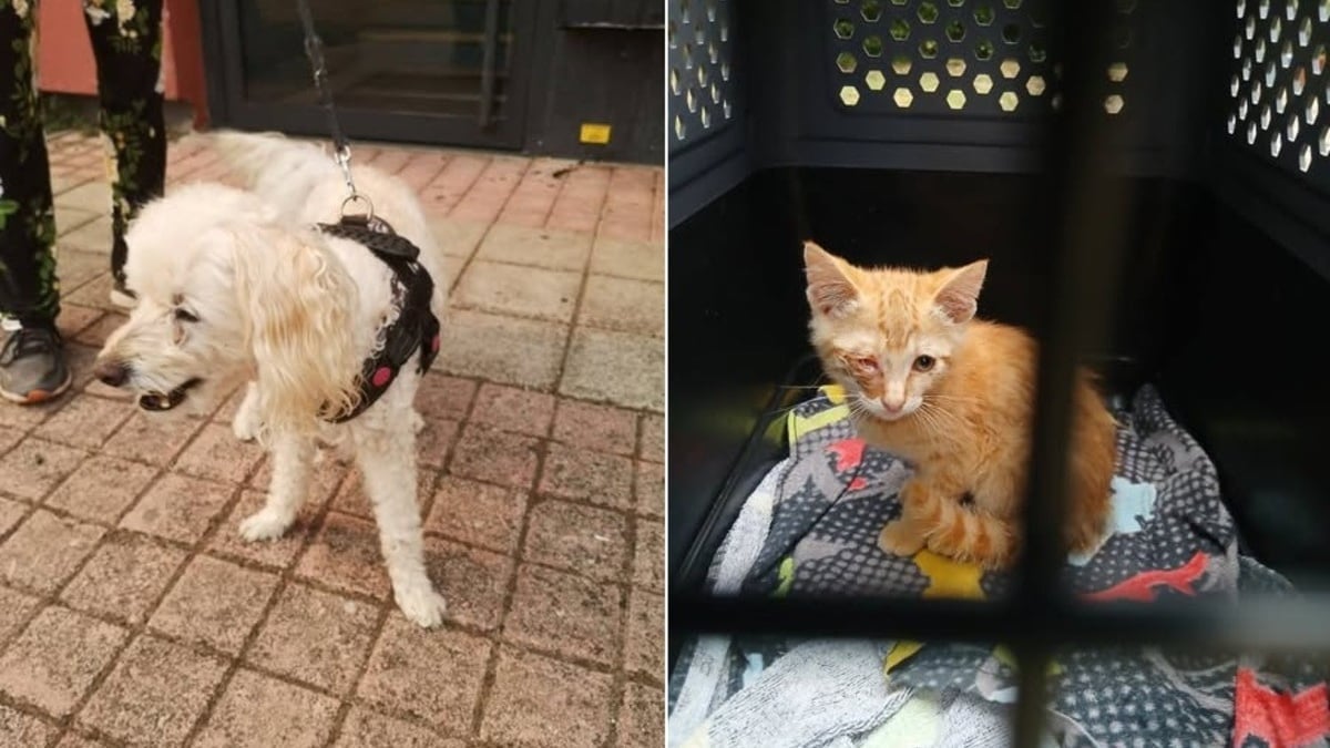Illustration : "Enterré sous des pierres, un chaton retrouve espoir grâce au flair d'un chien et la vigilance de sa maîtresse"