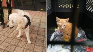 Illustration : Enterré sous des pierres, un chaton retrouve espoir grâce au flair d'un chien et la vigilance de sa maîtresse