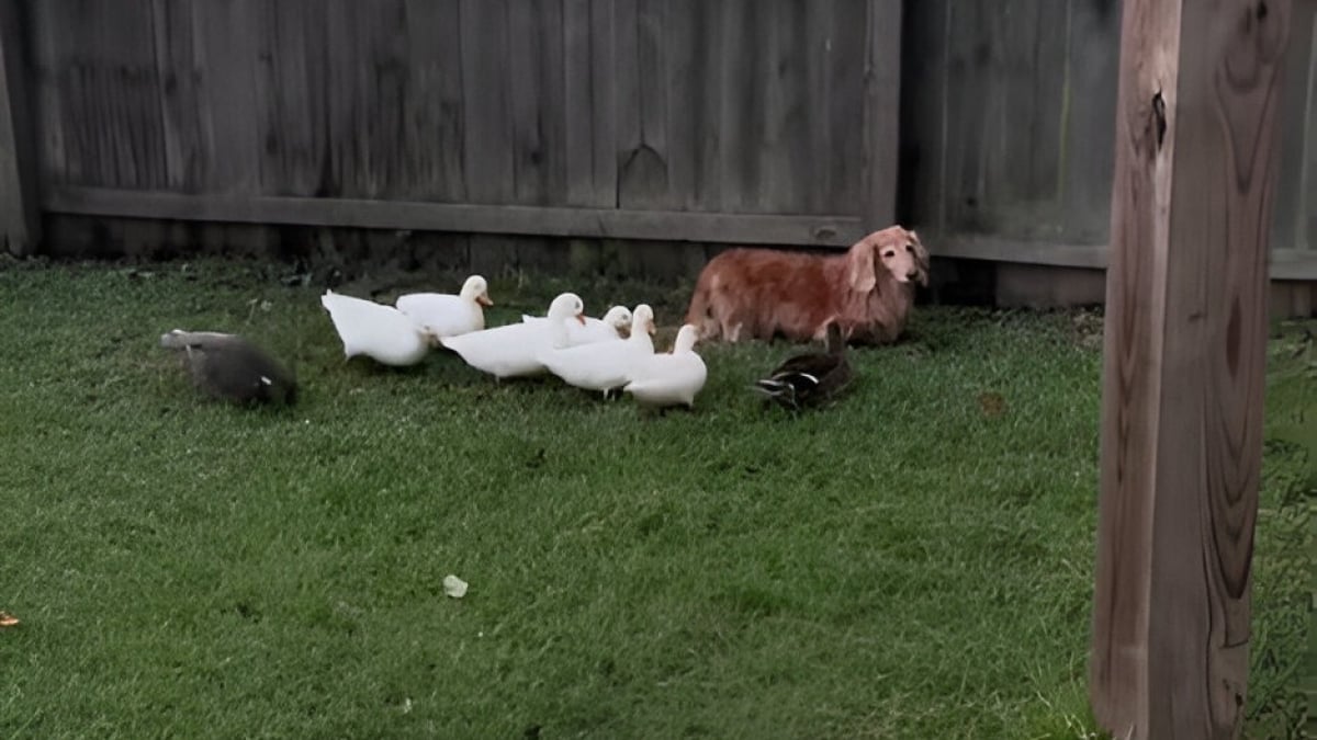 Illustration : "Des canards choisissent un Teckel comme chef pour diriger leur groupe (vidéo)"