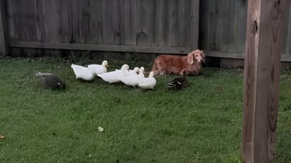 Illustration : Des canards choisissent un Teckel comme chef pour diriger leur groupe (vidéo)
