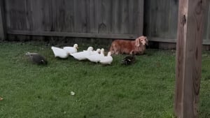 Illustration : "Des canards choisissent un Teckel comme chef pour diriger leur groupe (vidéo)"
