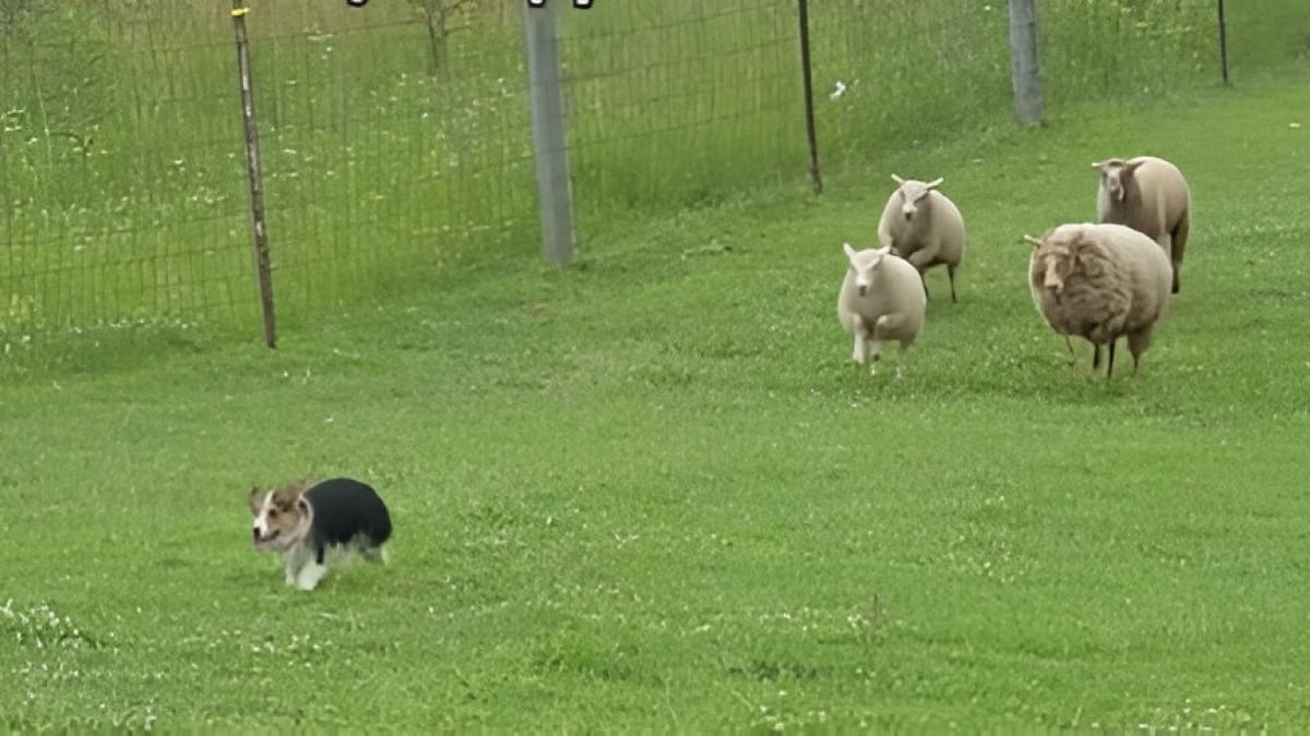 Illustration : "Dans son élément naturel, un Corgi reprend son rôle de berger, mais est vite dépassé par la situation (vidéo) "