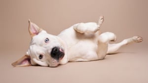 Illustration : 15 chiens de refuge immortalisés par un photographe talentueux