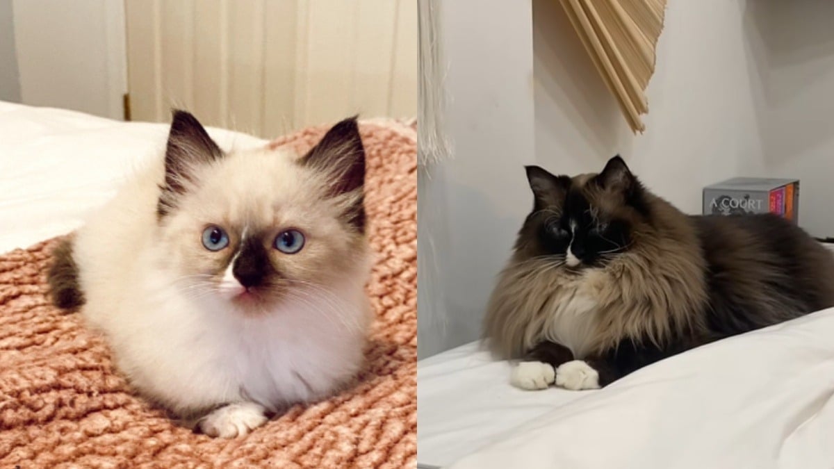 Illustration : "Devant la caméra, une chatte passe de petite boule de poils blanche à une majestueuse Ragdoll aux couleurs fascinantes (vidéo)"