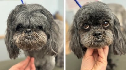 Illustration : 16 photos de chiens qui ont bénéficié du toilettage le plus parfait