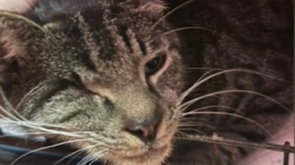 Illustration : Disparu en plein déménagement, un chat borgne retrouve sa famille 4 mois plus tard grâce à une artiste