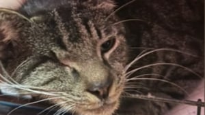 Illustration : "Disparu en plein déménagement, un chat borgne retrouve sa famille 4 mois plus tard grâce à une artiste"