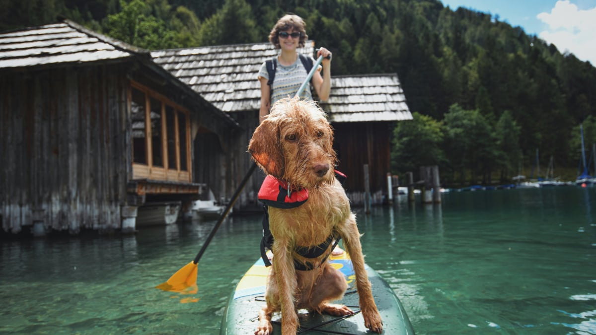Illustration : "5 activités à faire avec votre chien pour profiter de l’été indien"