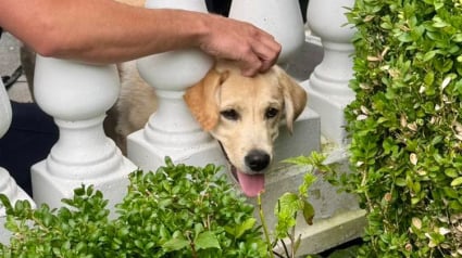 Illustration : Coincé entre deux balustres, un jeune Labrador fait fondre les pompiers avec ses remerciements tout en léchant ses sauveteurs