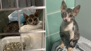 Illustration : Ce couple en vacances a tout entrepris pour sauver cette chatte errante qui aurait pu connaître un funeste destin (vidéo)