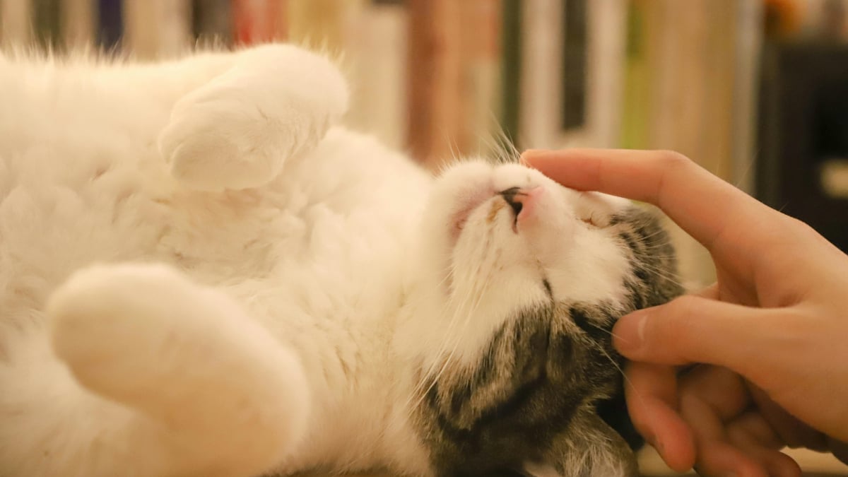 Illustration : "10 façons subtiles dont les chats vous rassurent sans le savoir"