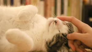 Illustration : 10 façons subtiles dont les chats vous rassurent sans le savoir