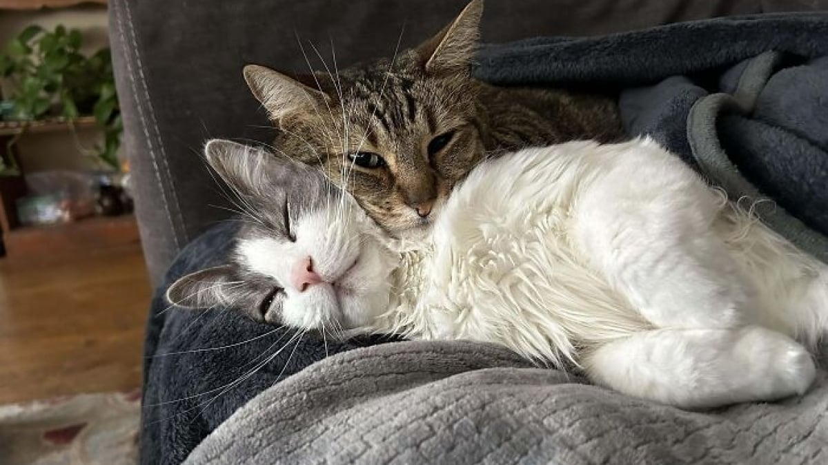 https://www.woopets.fr/assets/img/051/645/1200x675/18-photos-d-attendrissants-duos-felins.jpg