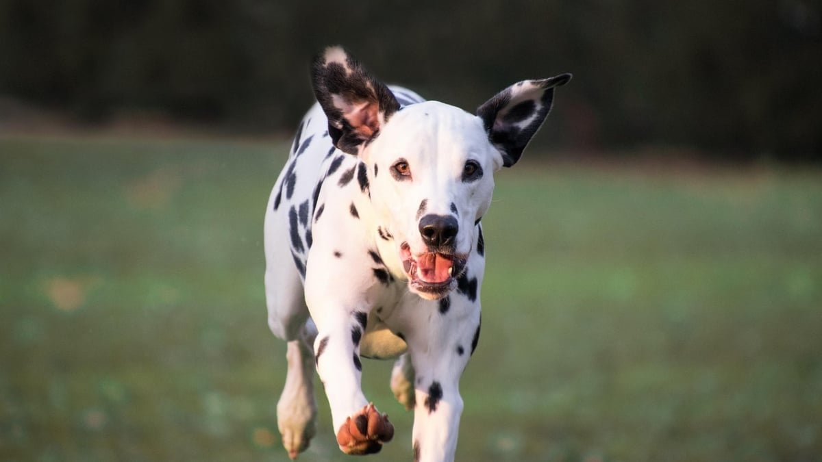 Illustration : "10 races de chiens qui adorent le sport"