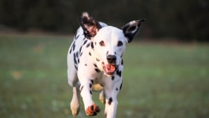Illustration : 10 races de chiens qui adorent le sport