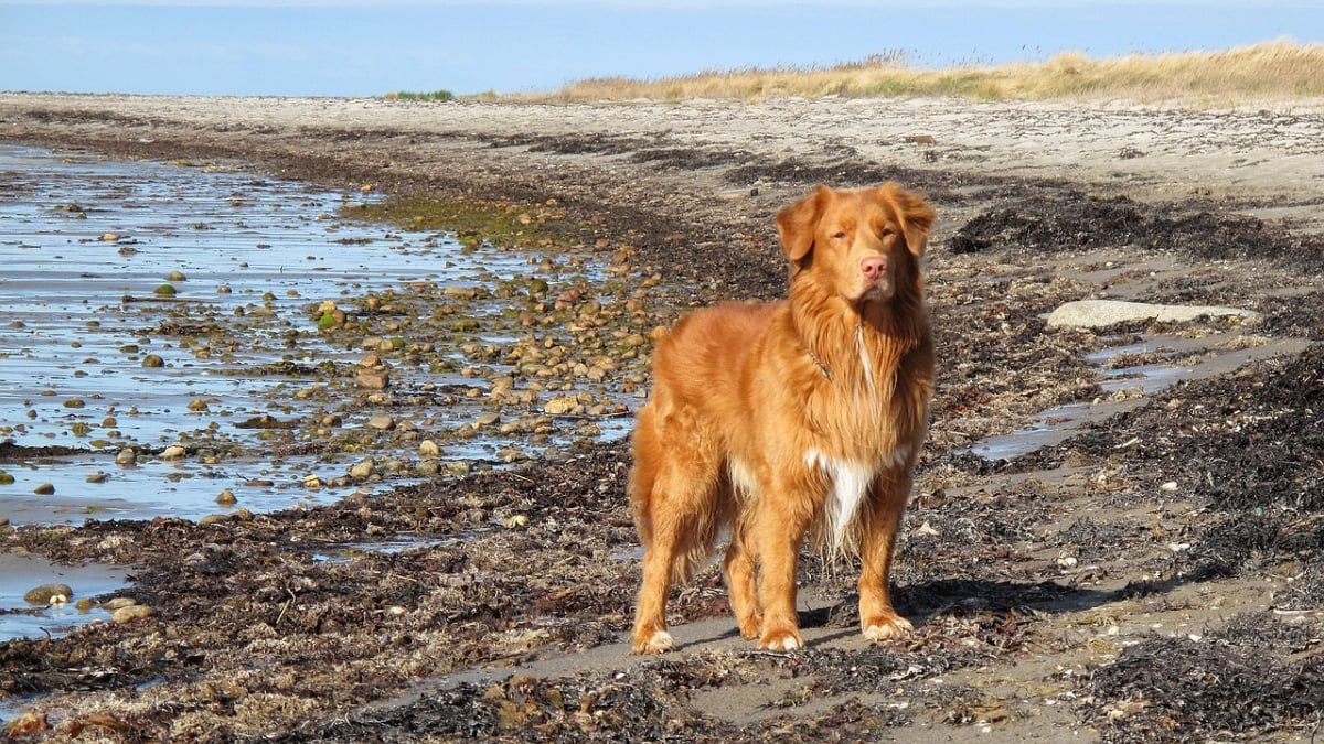 Illustration : "14 races de chiens qui sont de véritables poissons dans l’eau "