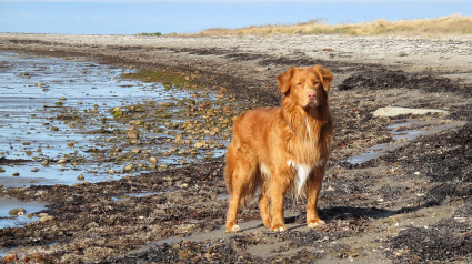 Illustration : 14 races de chiens qui sont de v&eacute;ritables poissons dans l&rsquo;eau 