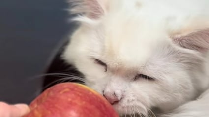 Illustration : « Une pomme de soutien émotionnel », ce chat câline un fruit comme un doudou et refuse de l’abandonner (vidéo)