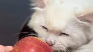 Illustration : "« Une pomme de soutien émotionnel », ce chat câline un fruit comme un doudou et refuse de l’abandonner (vidéo)"