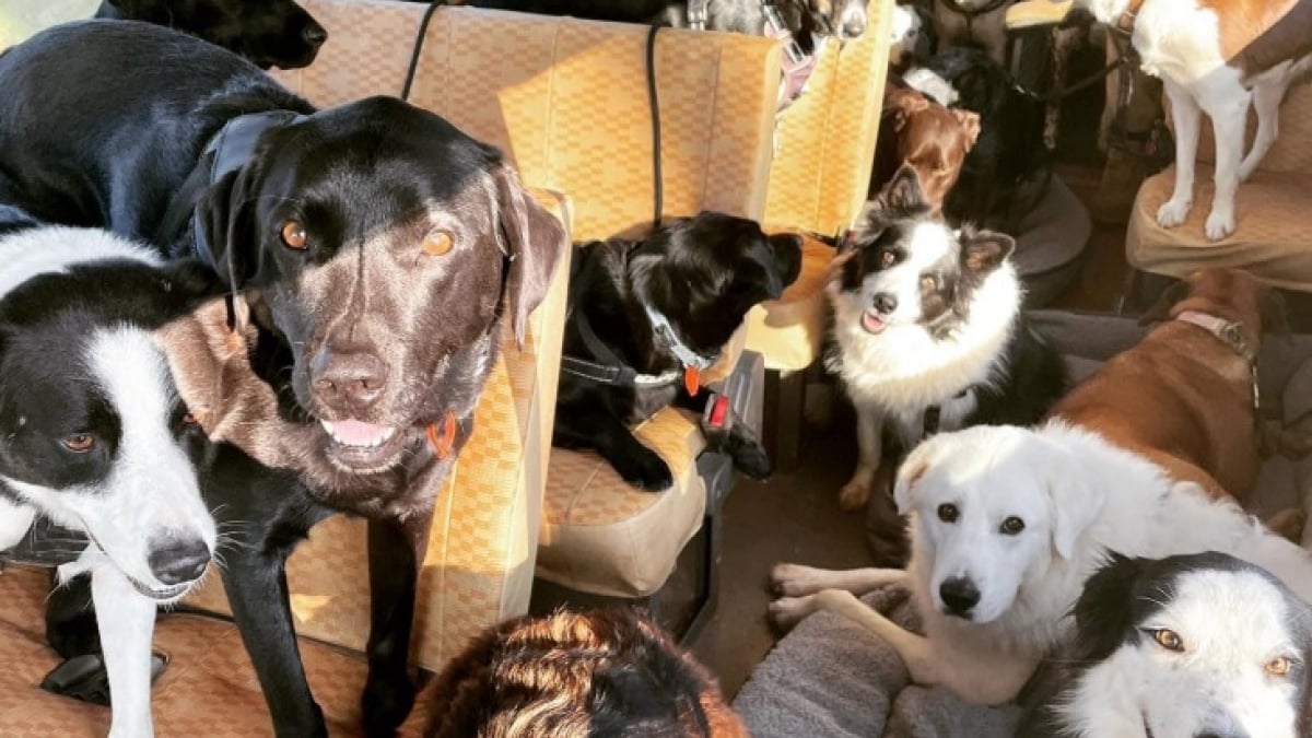 Illustration : "Chaque semaine, des dizaines de chiens montent à bord d’un bus unique et vivent le voyage de leurs rêves (vidéo)"