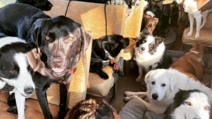 Illustration : Chaque semaine, des dizaines de chiens montent à bord d’un bus unique et vivent le voyage de leurs rêves (vidéo)