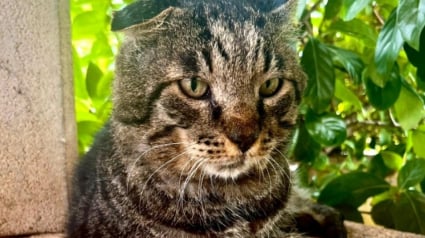 Illustration : « Les loups ont inopinément disparu du village » : l'histoire inédite d’un chat qui a fait fuir des loups après une attaque