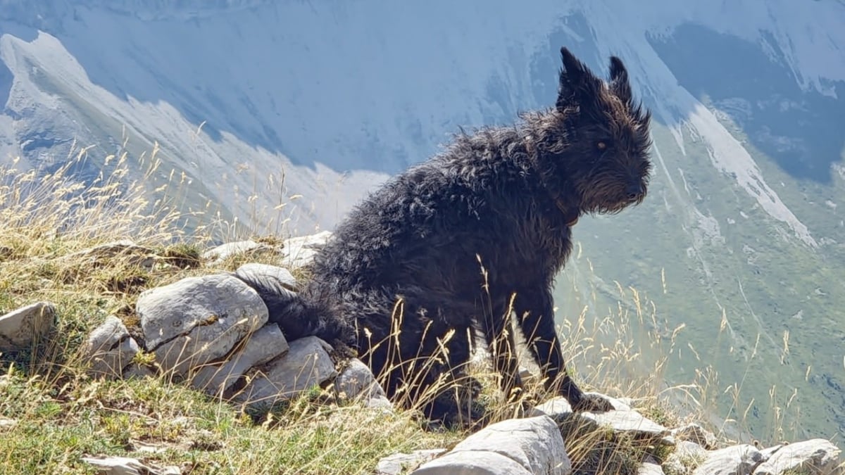 Illustration : "Des promeneurs se font suivre par un chien qui cherchait à leur indiquer un danger pour une personne importante"