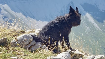 Illustration : Des promeneurs se font suivre par un chien qui cherchait à leur indiquer un danger pour une personne importante