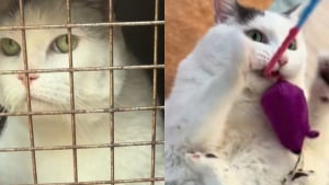 Illustration : "À 10 ans, obèse et presque immobile, une chatte découvre enfin le bonheur grâce à des sauveurs attentionnés (vidéo)"