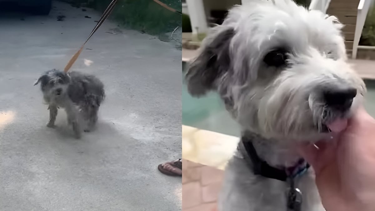 Illustration : "Transformé par l’amour, un chien des rues devient méconnaissable et commence une nouvelle vie à des milliers de kilomètres de chez lui (vidéo)"