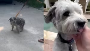 Illustration : "Transformé par l’amour, un chien des rues devient méconnaissable et commence une nouvelle vie à des milliers de kilomètres de chez lui (vidéo)"