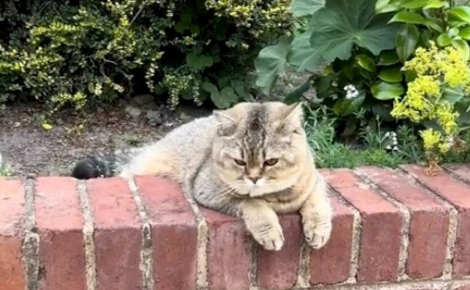 Chaque soir à la même heure, cette chatte attend patiemment dans la rue pour courir vers sa maîtresse adorée (vidéo)