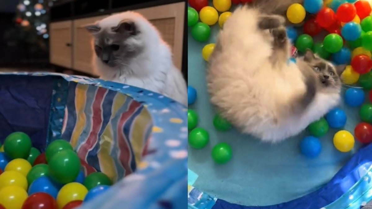 Illustration : "Grâce à leur piscine à balles, ces 2 Ragdolls adultes retrouvent instantanément leur âme de chaton (vidéo)"