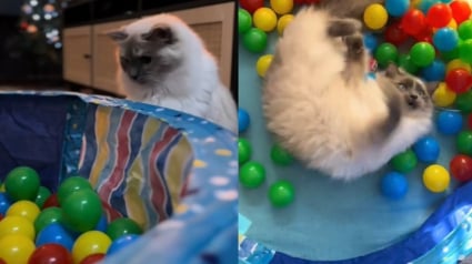 Illustration : Grâce à leur piscine à balles, ces 2 Ragdolls adultes retrouvent instantanément leur âme de chaton (vidéo)